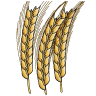 Wheat